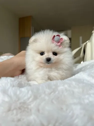 Filhote de Spitz Alemão Pequeno Pompom de Luxo