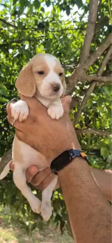 Beagle filhotes lindos disponíveis