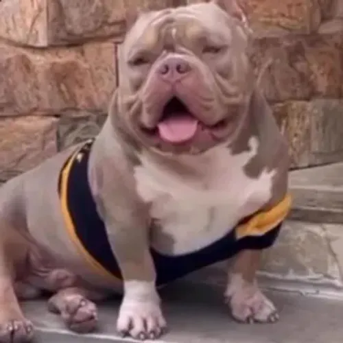 FILHOTES DE AMERICAN BULLY