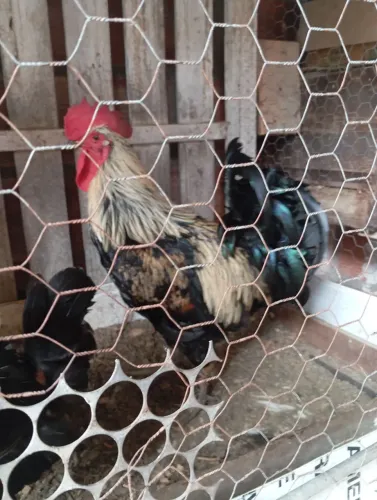 Vendo galo, caipirão.