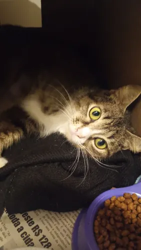 Gata para doação