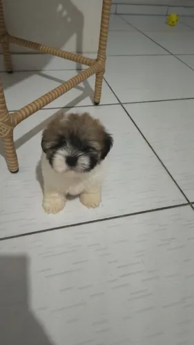 Vendo shitzu
