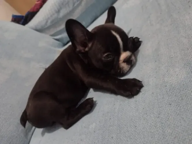 Filhote de Buldogue Francês Para Quem Busca Um Amigo Especial