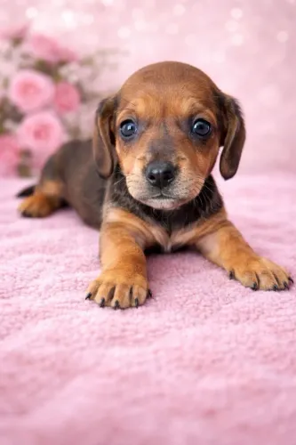 Dachshund com beleza única