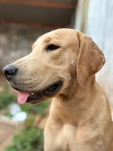 Doação cachorro