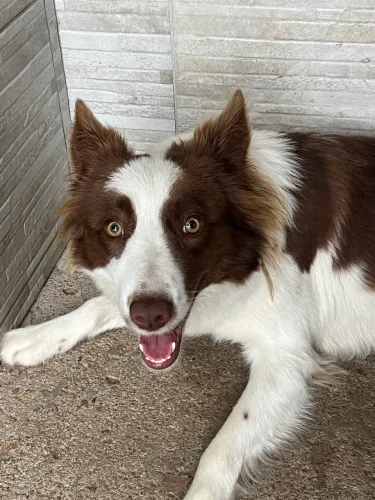 BORDER COLLIE