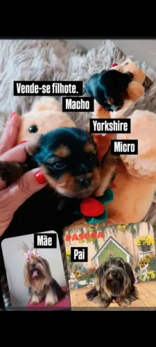 vende-se um filhote macho da raça yorkshire micro