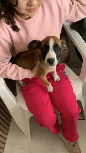 Filhote de cachorro macho