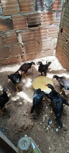 Frangos e frangas