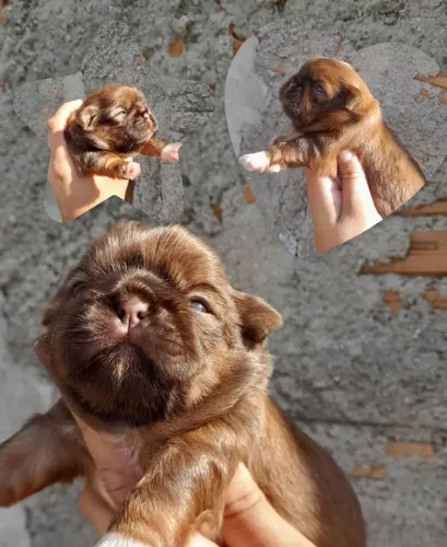Shih Tzu Figado