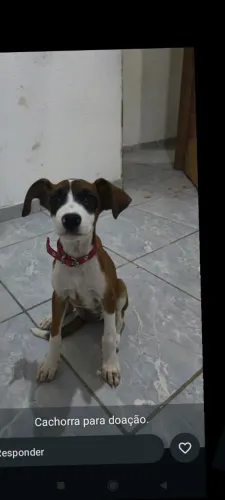 Doação 