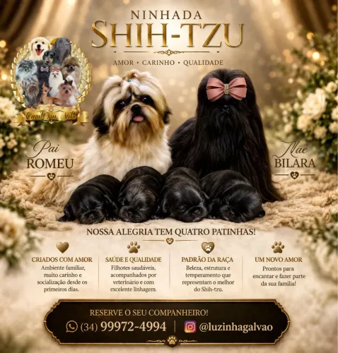 Filhotes de Shih tzu com pedigree 