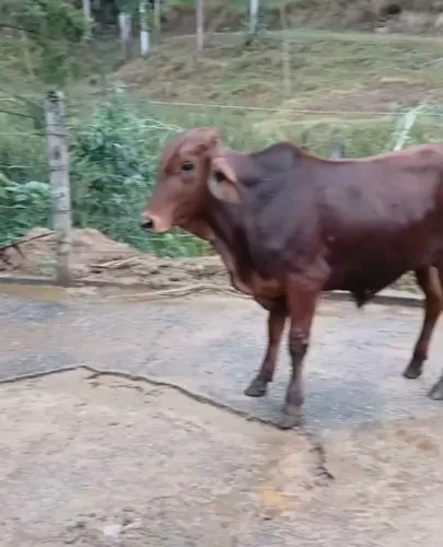 Garrotes e bezerros 