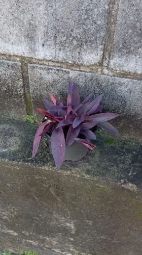 Muda / planta Coração Roxo (Tradescantia pallida)