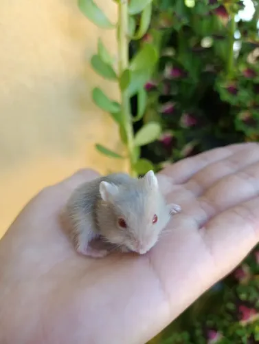 Filhotes de hamsters anão russo 