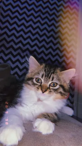 Gata para doação