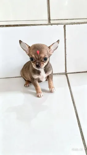 Filhotes de chihuahua MACHO E FÊMEA pêlo curto