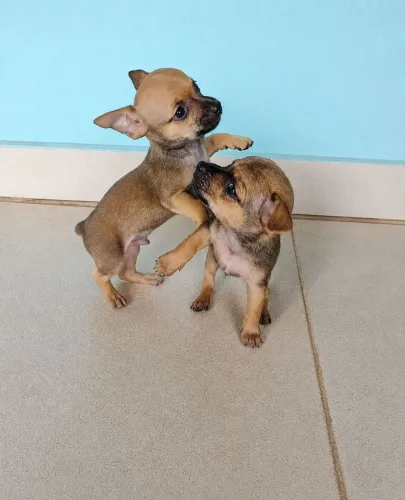 Pinscher 