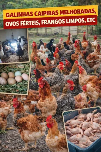 FRANGOS CAIPIRAS MELHORADOS