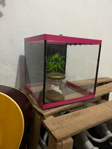 Aquário 20 Litros com fundo decorativo