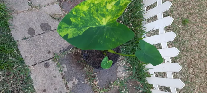 Colocasia YELLOW SPLASH UMA MUDA