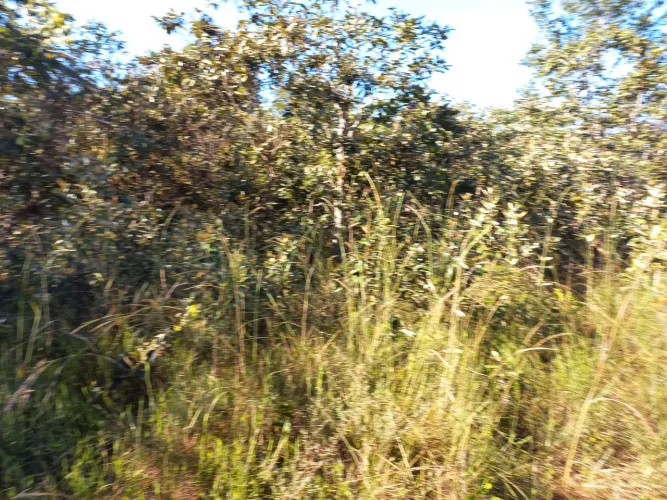 Chacara