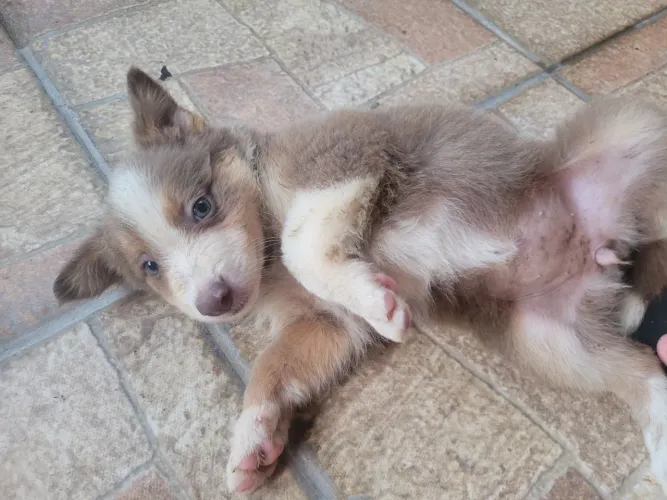 Border Collie Lilac
