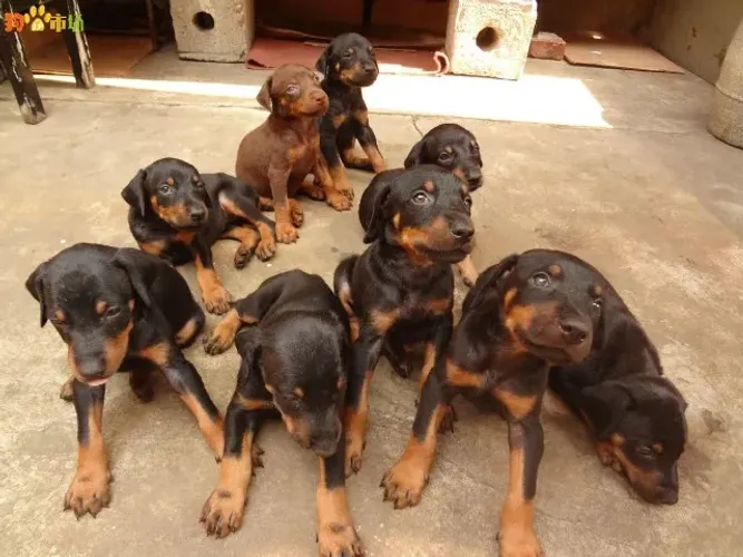 doberman Novos Filhotes Chegaram Whats 9.9751.6491