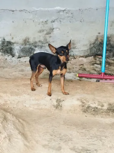 Cachorro pinscher
