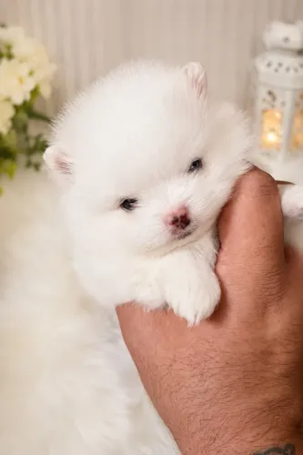 Lulu da pomerânia