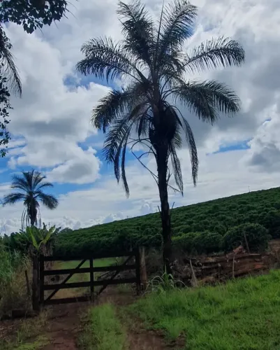 Sítio Ribeirão Corrente - com plantação de café