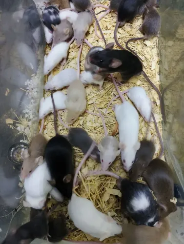 Camundongos 