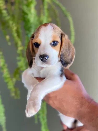 Filhotes Beagles