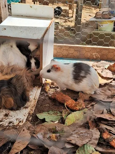 Porquinho da Índia 