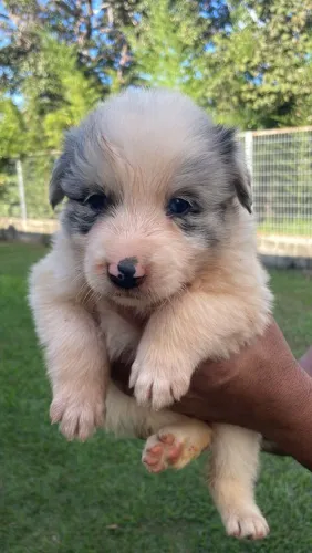 Filhotes de Border collie 