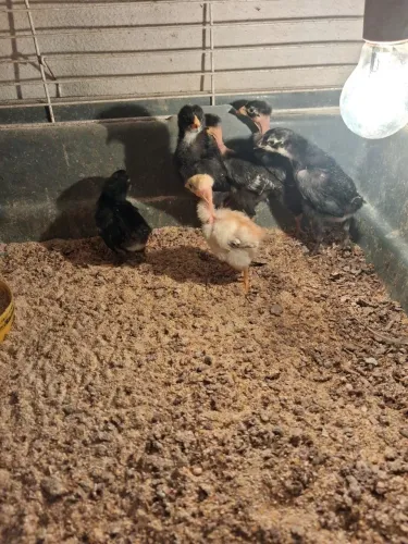 Galinhas e pintinhos a venda