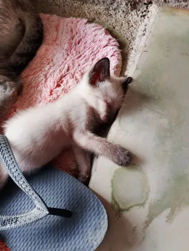 Doação de gato ?