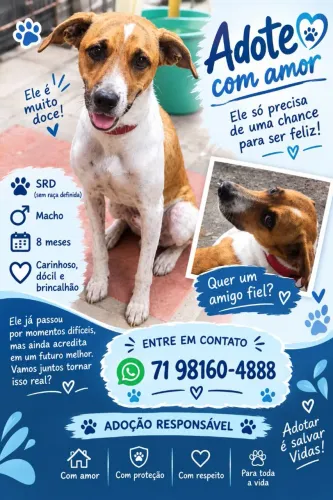 Adoção responsável de filhote de cachorro macho 