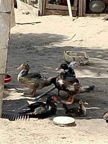 Vendo filho de pato ?