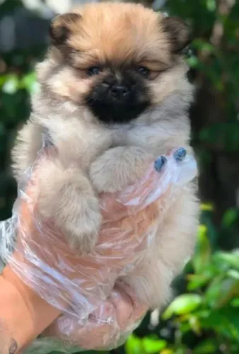 Lindo Machinho de Spitz alemão anão com Shihtzu mini