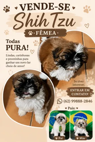 Vende-se Shih Tzu