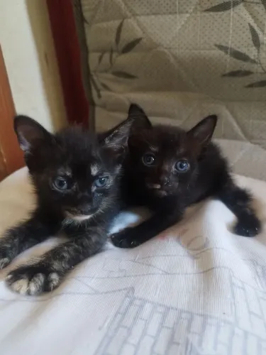 Gatinhos
