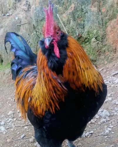 galo