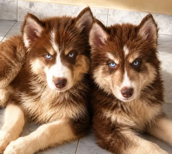 Husky wooly, macho, 3 meses, 2.500
