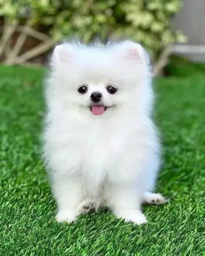Filhote Spitz Alemão, Seu Coração Vai Derreter Com Essa Fofura!