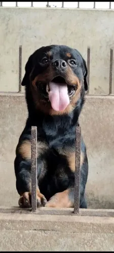 Canil de rottweiler disponibiliza filhotes e adultos pra venda 