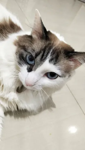 Gata para adoção