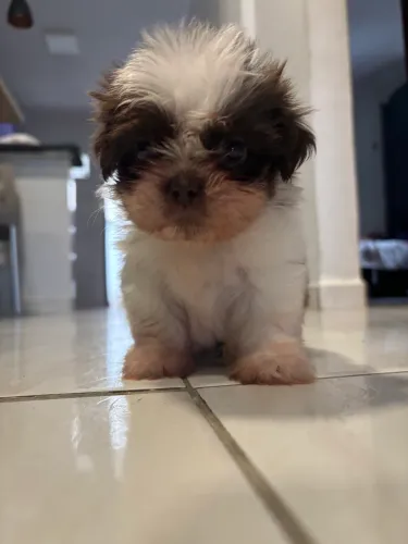 filhotes shih tzu