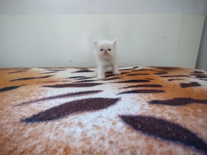 Filhote de gato persa Exótico Branco