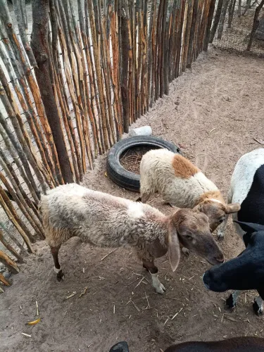 Borrego 